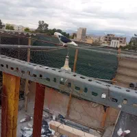 فروش کبوتر گرفتنی