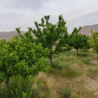 زمین مسکونی|فروش زمین و ملک کلنگی|خرقان, |دیوار