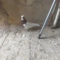 کبوتر