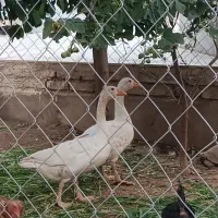 جفت غاز