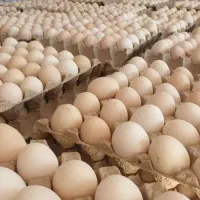 تخم مرغ محلی عمده