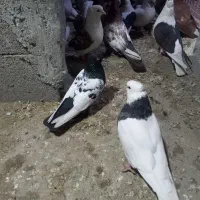 کبوتر،رنگی ۲۰عدد|پرنده|دزفول, |دیوار