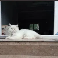 فروش گربه پرشین سفید