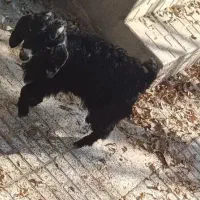 بزغاله علفخور