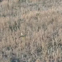 4هکتارجای گندم بارانی 6 اینج آب 20 آبپاش میخوره