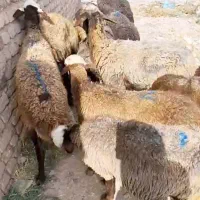 گوسفند افشاری آبستن