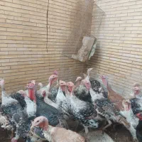 بارجدید بوقلمون محلی|حیوانات مزرعه|بندرعباس, |دیوار