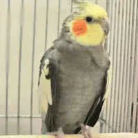 یک جفت عروس هلندی