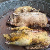 غاز و اردک اسرائیلی محلی