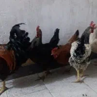 مرغ وخروس