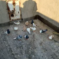 کفتر رنگه مفت