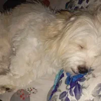 سگ خونگی دستی|سگ|گلستان (تهران), |دیوار