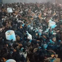 فروش جوجه محلی