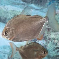 ۲تا ماهی دالر بزرگ