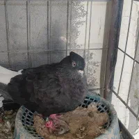 زاغ دم سفید کفتر کبوتر طوقی پرشی