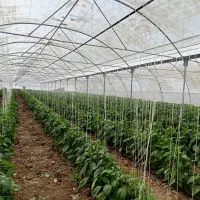 نیروی آقا و خانم برای کار  در گلخانه