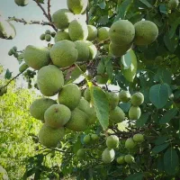 نهال های مناسب باغ و باغچه با تعداد عمده و خرده|خدمات باغبانی و درختکاری|اهر, |دیوار