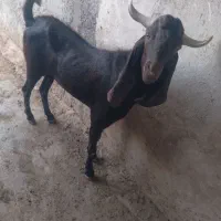 فروش یه راس چپش  درجه یک