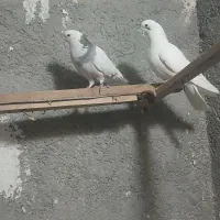 کبوتر|پرنده|گلستان (تهران), |دیوار