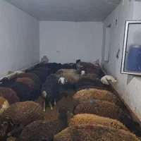 گوسفند بره دار|حیوانات مزرعه|ایجرود, |دیوار