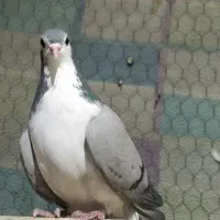 ماده واز  دمگیر  بدرنگ