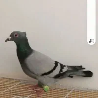 سبز دوخط کاکولی|پرنده|مشهد, ابوذر|دیوار