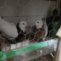 کبوتر طوقی|پرنده|خرم‌آباد, |دیوار