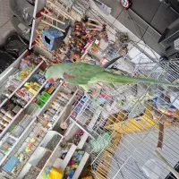 جوجه شاه طوطی ۵ ماهه