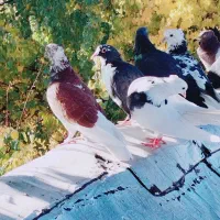 کبوتر پرشی|پرنده|بافت, |دیوار