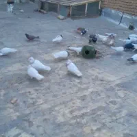 کبوتر قش گمشده درشد کاکل دار