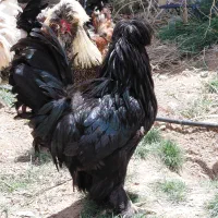 خروس سلطان مشکی