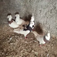 کفتر|پرنده|خرمشهر, |دیوار