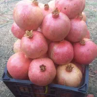 فروش عمده انار باغی رودبار تنگ سیاب