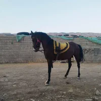 اسب نریان دره شورکره تاج معاوظه بامادیان ترکی