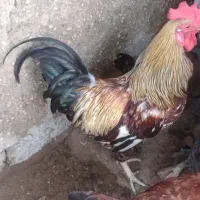 خروس