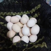 تخم مرغ محلی