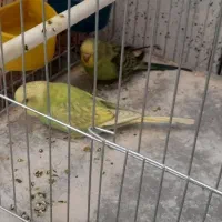 مرغ عشق درجه یک