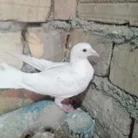 کفتر پرشی|پرنده|سبزوار, قاضی زاد|دیوار