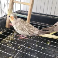 عروس هلندی|پرنده|سرپل ذهاب, |دیوار