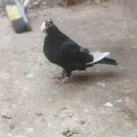 کبوتر سفید دم سیاه