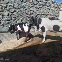 گاو و گوساله ماده