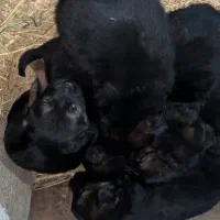 توله ژرمن شولاین اصیل|سگ|نشتارود, |دیوار