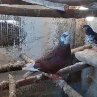 تعداد کبوتر پرشی