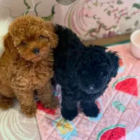 سگ توله پودل توی رنگ مشکی ۷۵ روزه