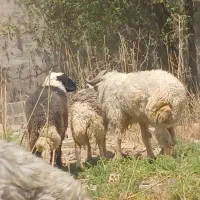 گوسفند