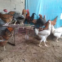 مرغ خروس جوجه محلی|حیوانات مزرعه|گرگان, |دیوار