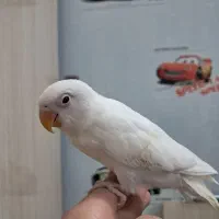 کوتوله برزیلی فالو آلبینو