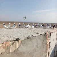 ۲۷عدد طوقی پرشی|پرنده|سبزوار, امیر کبیر|دیوار