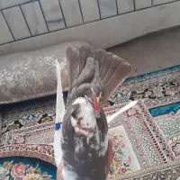 فروش کبوتر