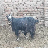 فروش یک عدد بز ویک عدد بزغاله نربزی|حیوانات مزرعه|جوادآباد, |دیوار